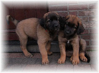 Les bébés Leonberg de Robin et Auva