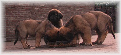 Les bébés Leonberg de Robin et Auva