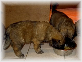 Les premiers jours des bébés leonberg Ventôse des Neiges de Chantelouve