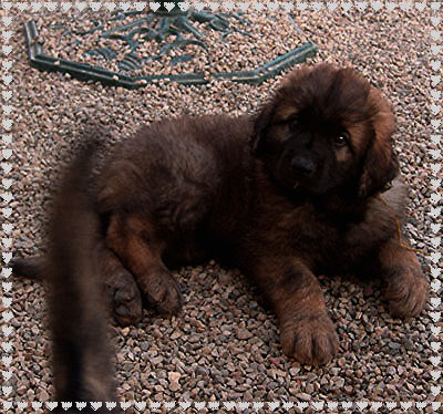 Les bbs Leonberg de Robin et Tequilla