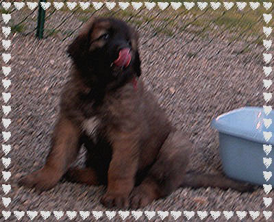 Les bébés Leonberg de Robin et Tequilla