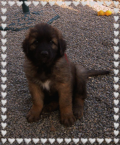 Les bébés Leonberg de Robin et Tequilla