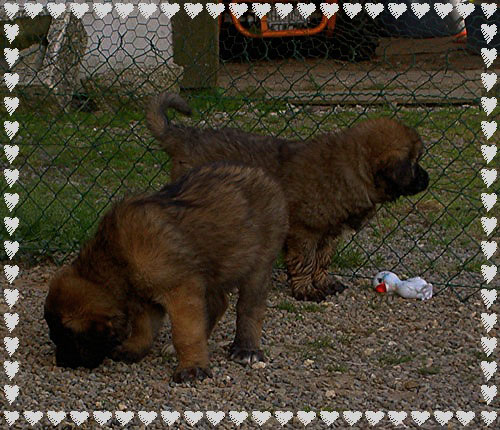 Les bébés Leonberg de Robin et Tequilla