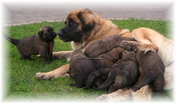 Les premiers jours des bébés leonberg Ventôse des Neiges de Chantelouve