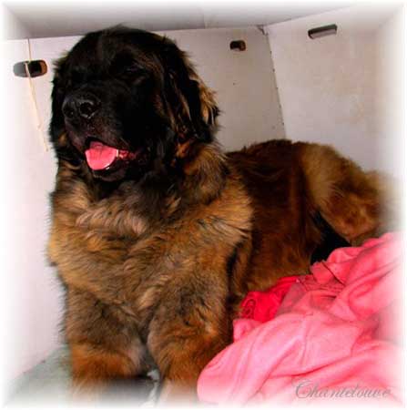 Leonberger Thermidor des Neiges de Chantelouve