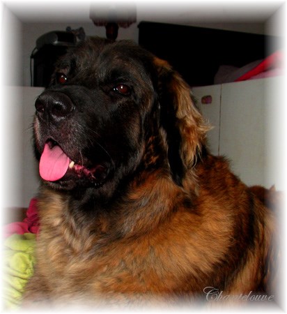 Leonberger Thermidor des Neiges de Chantelouve