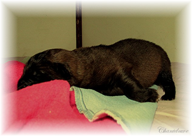 Leonberger Thermidor des Neiges de Chantelouve