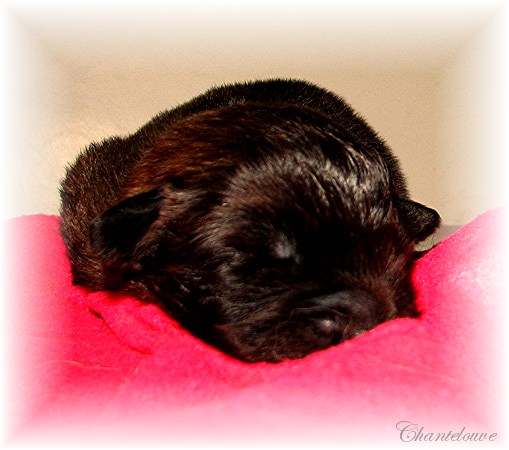 Leonberger Thermidor des Neiges de Chantelouve