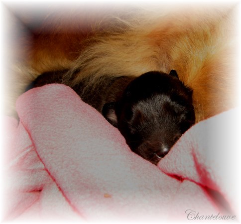 Leonberger Thermidor des Neiges de Chantelouve