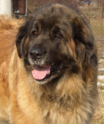 Leonberger Aida Mysliboricke polesi