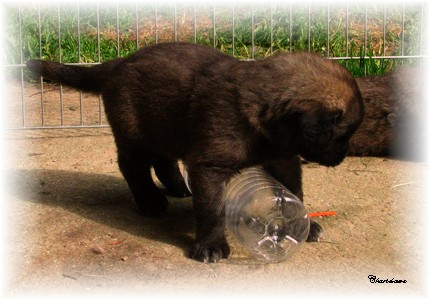 Les premiers jours des bbs leonberg Ventse des Neiges de Chantelouve