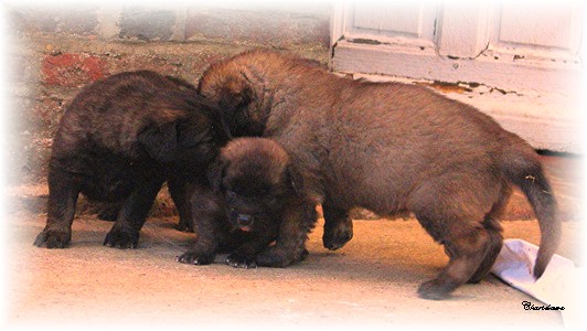 Les premiers jours des bbs leonberg Ventse des Neiges de Chantelouve