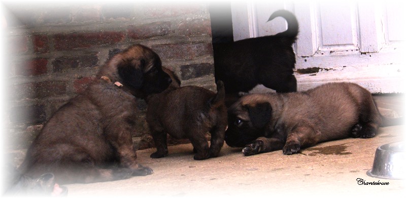 Les premiers jours des bébés leonberg Ventôse des Neiges de Chantelouve