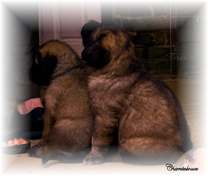 Les premiers jours des bbs leonberg Ventse des Neiges de Chantelouve