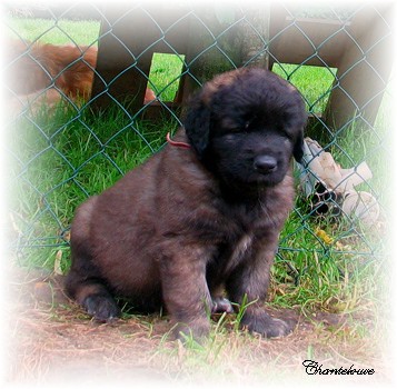 Les premiers jours des bbs leonberg Ventse des Neiges de Chantelouve