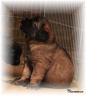 Les premiers jours des bbs leonberg Ventse des Neiges de Chantelouve