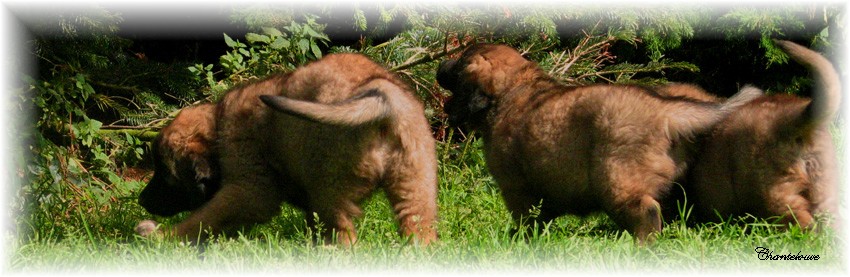 Les premiers jours des bbs leonberg Ventse des Neiges de Chantelouve