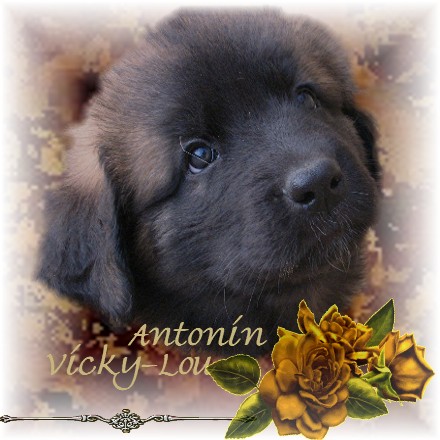 Naissance des chiots Leonberg  d'Antonin-Floréal des Neiges de Chantelouve